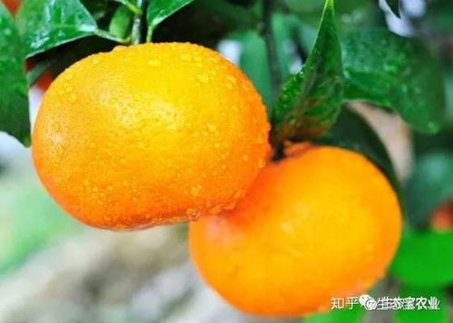 柑橘品种 专家点评 介绍7个品种,看看哪个适合你