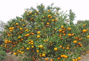 为什么你种植的柑橘产量低 可能是修剪没到位,这4个阶段这样做