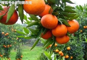 柑橘种植想要产量好,施肥方法很重要,这3种大部分人在用
