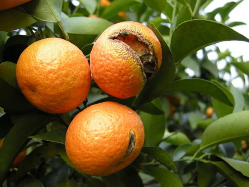 11种缺素症顺口溜 轻轻松松识别柑橘缺素症