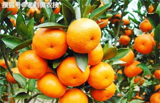 柑橘种植 如何提高坐果率 这几点管理措施非常重要 值得你一看