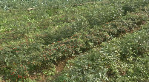经开区:深化农业产业结构调整 因地制宜发展千亩花椒种植