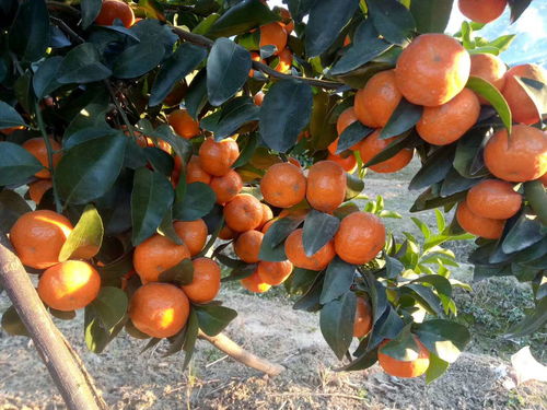 柑橘种植降酸增糖转色需要注意哪些误区