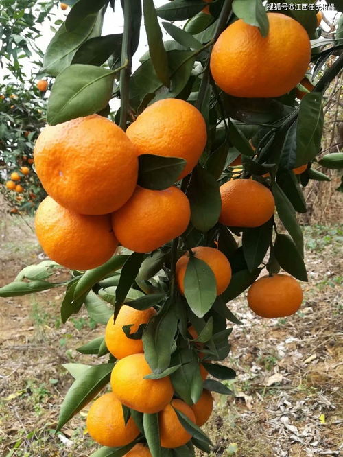 特早柑桔新品种阳光1号柑橘 阳光一号桔柚 阳光一号品种介绍